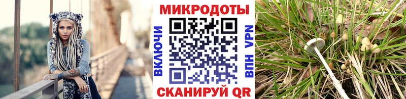 Псилоцибиновые грибы Psilocybine cubensis Цимлянск